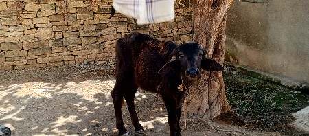 ડોઢ વરસ ની પાડી છે