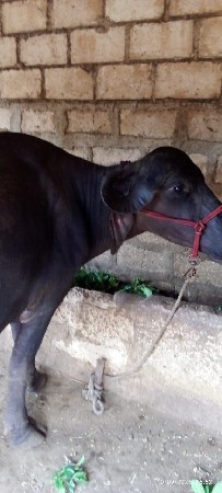 ભેંશ વેશવાની છે