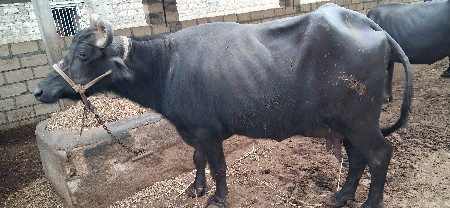 બની ભેંસ વેચવાની છે.