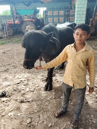 પાડો