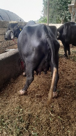 ભેંસ વેચવાની છે
