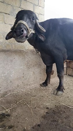 ભેંસ વેચવાની છે