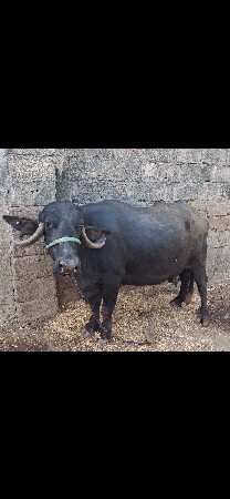 ૨૦ દીવશ ની કાશી