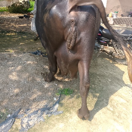 ભેંસ વેચવાની છે