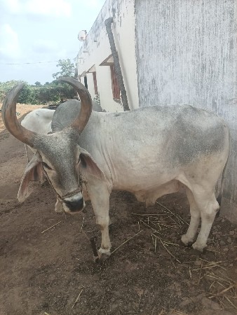ત્રીજી ધારના બળદ આપવા ના સે મફત