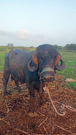 જાફરો પાડો વેસ્વા નો છે