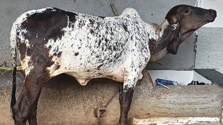 વેચવાની છે