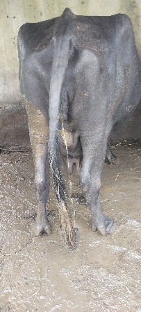 બંને ભેંસ આપી દેવાની છે