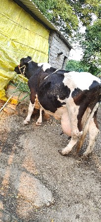 વેચવાની છે