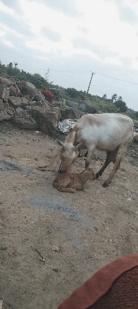 સારા વેલા ની બકરી ત્રીજું વેતર