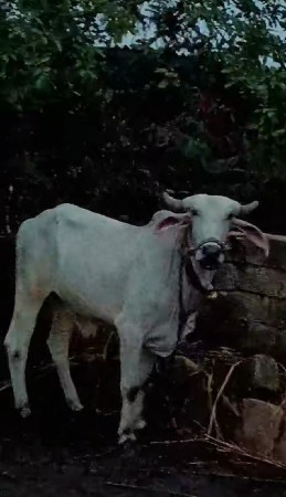 ગોઢલા વેચવા ના છે