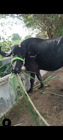 પેલુ વેતર ખડેલી...