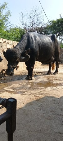 પોરબંદર ગામ મંડલ જ્ઞાનભાઈ કેશવાલા