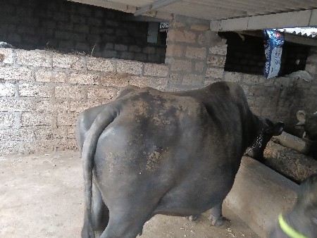 ભેસવેસવાનીછે