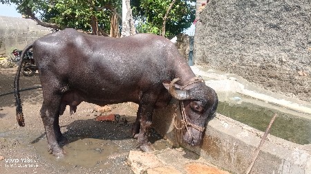 ભેંશ