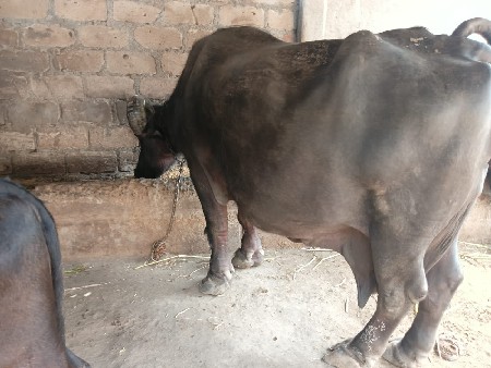 ભેસ વેચવાની છે ૨૦ દિવસ ની કાસી