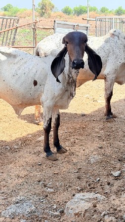 ગીર વાશડીયુ લીલડી યુ 20વેશવાની છે