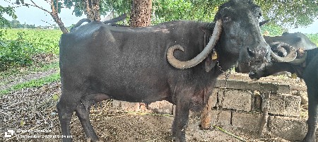 વેચવાની