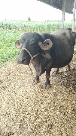 ભેસ વેચવાની છે