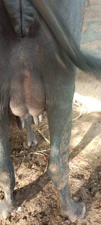 1 વેતર ખળેલી વેચવાની છે