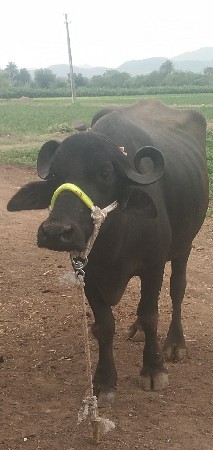 પેલુ વેતર