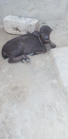 ભેંસ વેચવાની છે