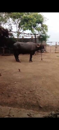 બીજુ વેતર વિયણેલ સે
