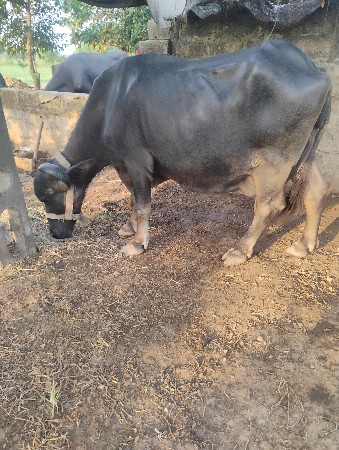 ભેસ