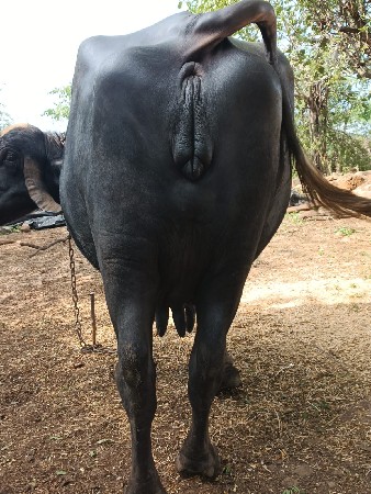 બીજા વેતનની ભેંસ7359096038