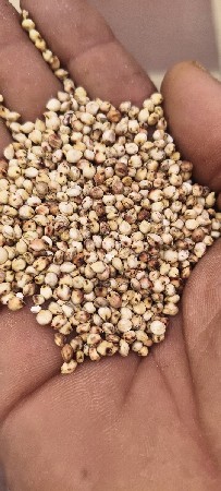 જુવારનું બિયારણ વેચવાનું છે