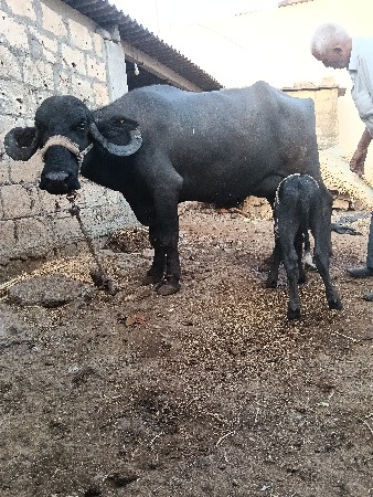 ભેંસ વેચવાની છે