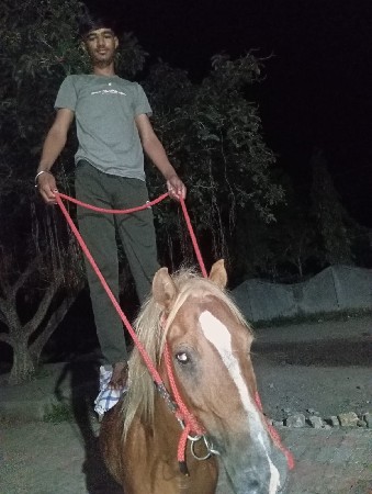 ઘોડો વેચવાનો