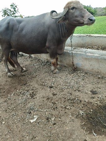 ભેસુ વેચવાની છે