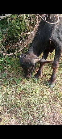 બેએખડાય
અનેએપાડે