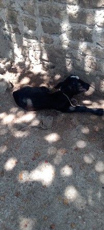 ભેંશ..વેસવાની