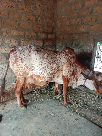 ગાય વેચવાની છે