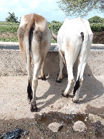 ગોઢલા વેચવાના છે
