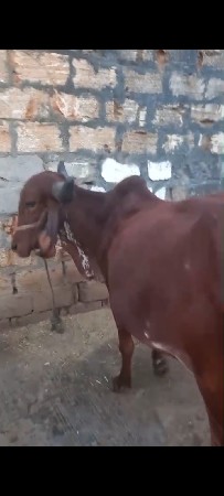 ઓરિજનલ ગીર વોડકી