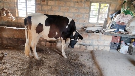 s.hગાય વેચવાની છે