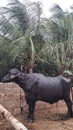 ખડેલી