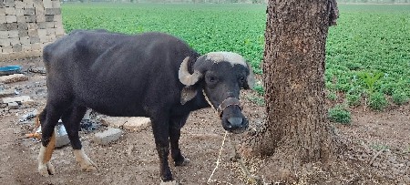 ખડેલી વેચવાની છે