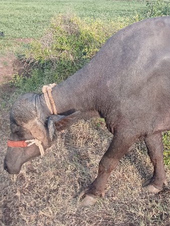 pelvetri ખડેલી વેચવાની se