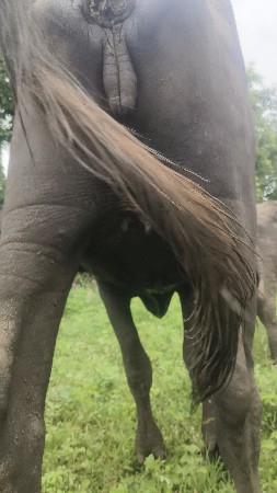 આ ખડેલી વેશ વાની છે
