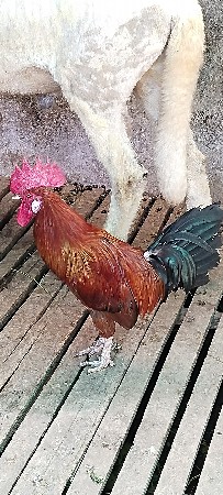 દેશી મુરઘો