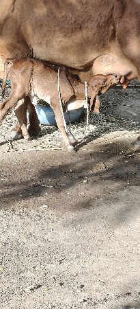 ફ્રી માં આપવાની છે
