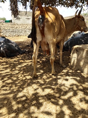 ગાય વેચવાની છે
