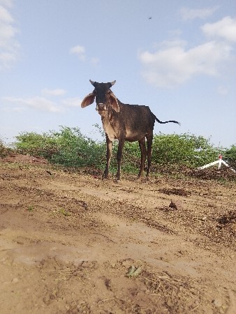 બે વઢીયારી વાછરડો વેચવાની છે