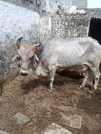 બે ગાય વેચવાની છે