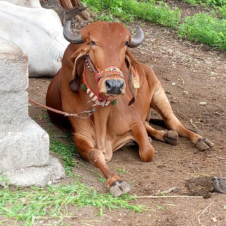 ગાય વેચવાની છે