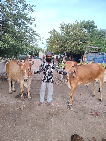 વેચવાના છે
